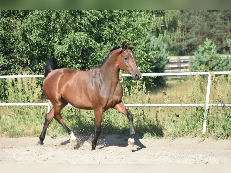 Shagya Araber Stute 3 Jahre 150 cm Brauner in Główne