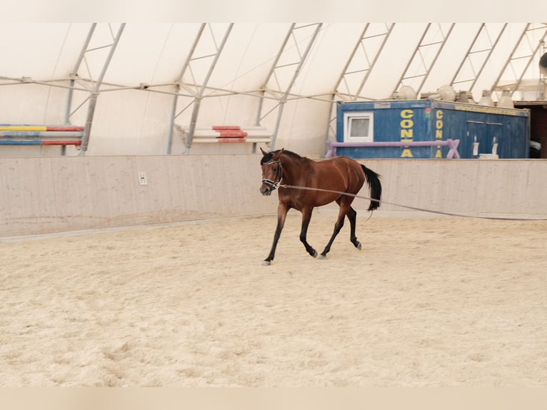 Shagya Araber Stute 3 Jahre 155 cm Brauner in Neuhaus in der Wart