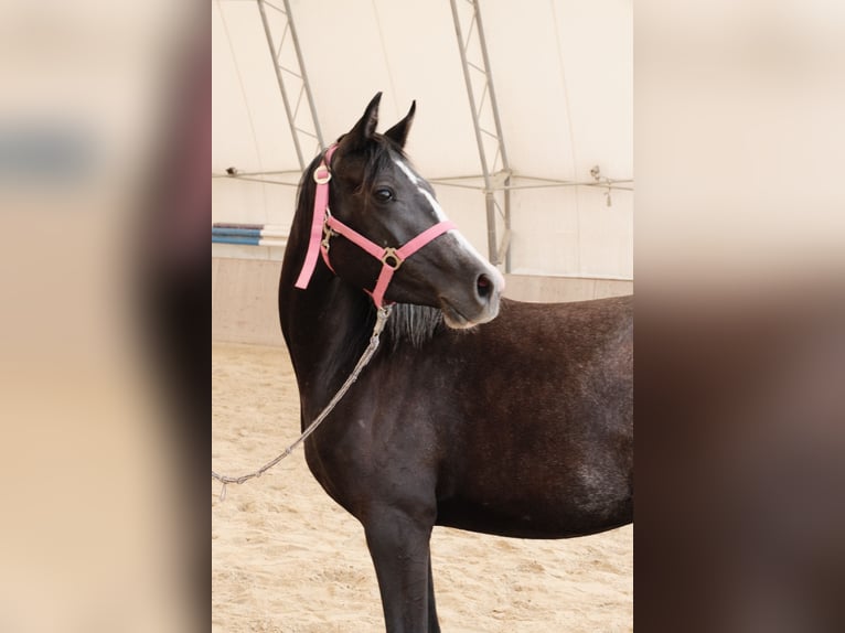 Shagya Araber Stute 3 Jahre 155 cm Schimmel in Neuhaus in der Wart