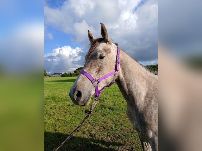 Shagya Araber Stute 3 Jahre 157 cm Rotschimmel in Glücksburg