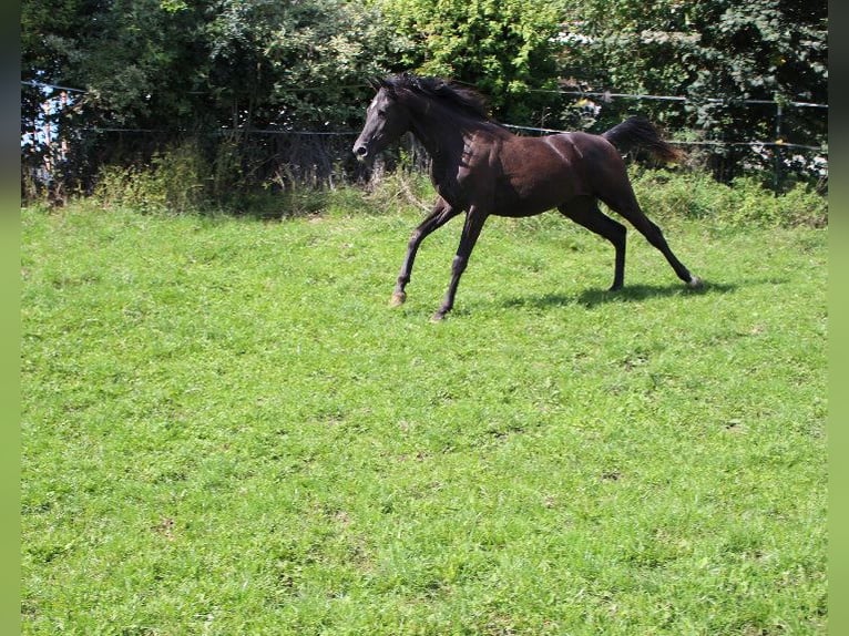 Shagya Araber Stute 3 Jahre 160 cm Rappe in Tiefenbach