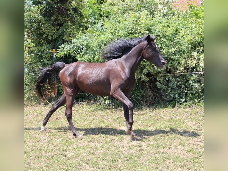 Shagya Araber Stute 3 Jahre 160 cm Rappe in Tiefenbach