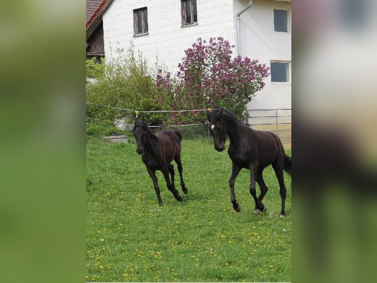 Shagya Araber Stute 3 Jahre 160 cm Rappe in Tiefenbach