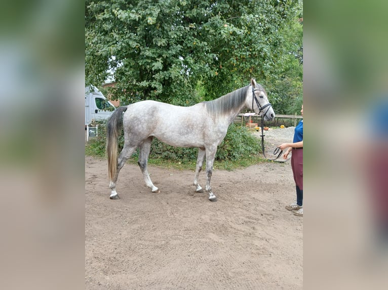 Shagya Araber Stute 3 Jahre Rotschimmel in Glücksburg