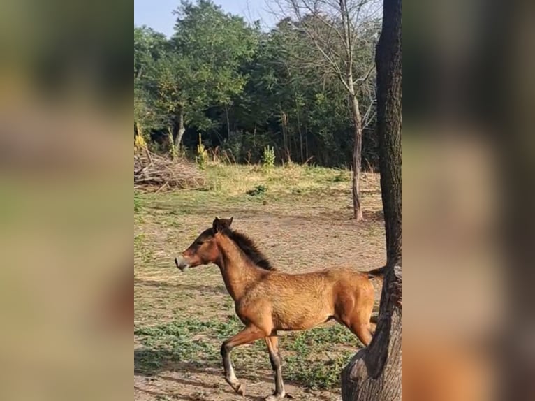 Shagya Araber Stute 4 Jahre 156 cm Brauner in Bulgaria