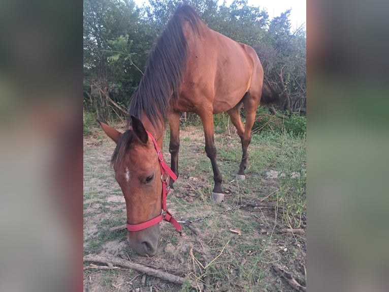 Shagya Araber Stute 4 Jahre 156 cm Brauner in Bulgaria