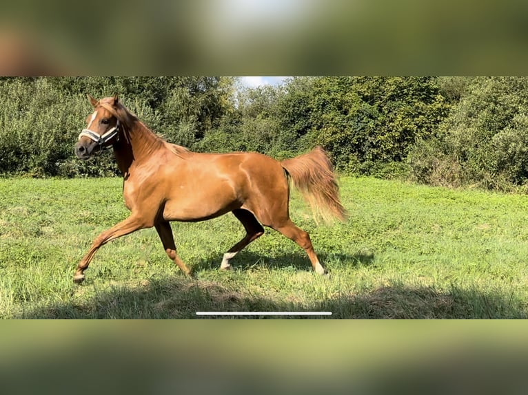 Shagya Araber Stute 4 Jahre 160 cm Fuchs in ChorinBreydin