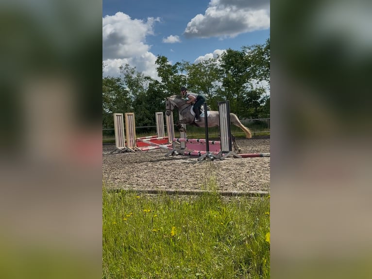 Shagya Araber Stute 5 Jahre 152 cm Schimmel in Aukrug