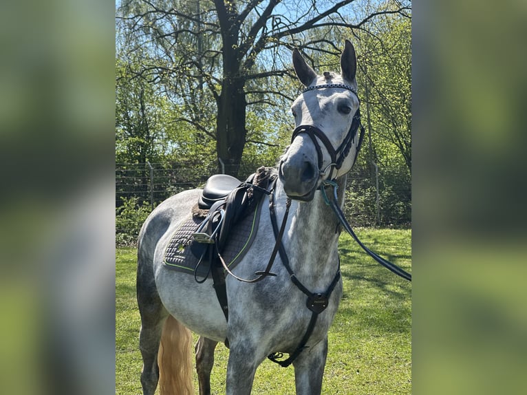 Shagya Araber Stute 5 Jahre 152 cm Schimmel in Aukrug