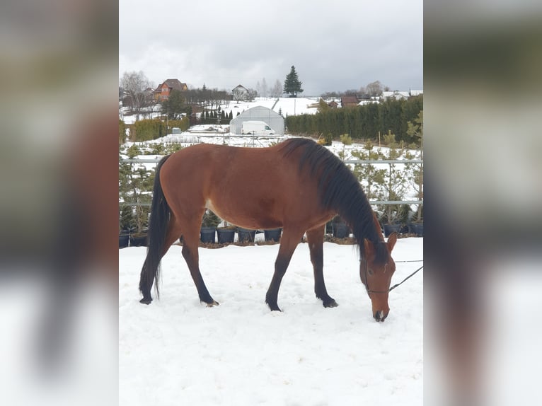 Shagya Araber Stute 5 Jahre 154 cm Rotbrauner in Şaru Dornei