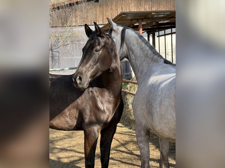 Shagya Araber Stute 5 Jahre 157 cm Rappe in Wolfenb&#xFC;ttel