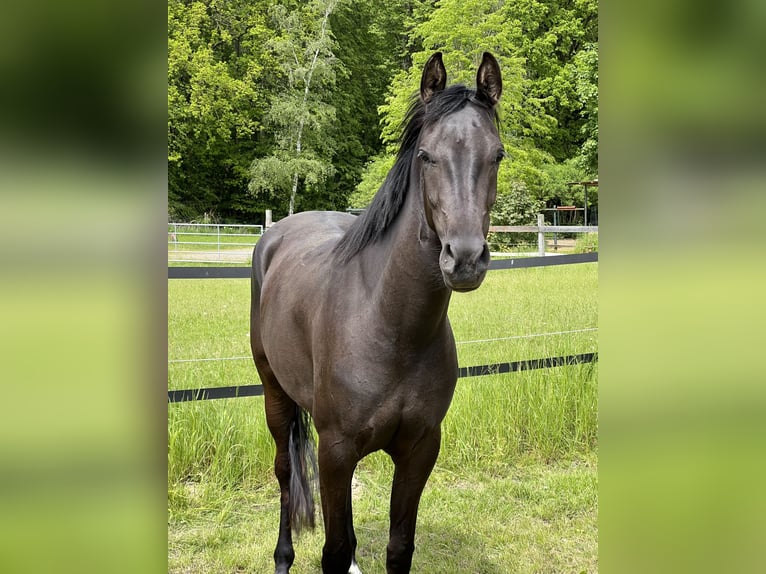 Shagya Araber Stute 5 Jahre 157 cm Rappe in Wolfenb&#xFC;ttel