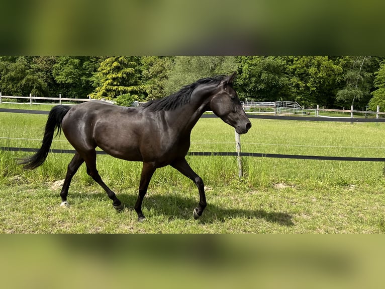 Shagya Araber Stute 5 Jahre 157 cm Rappe in Wolfenb&#xFC;ttel