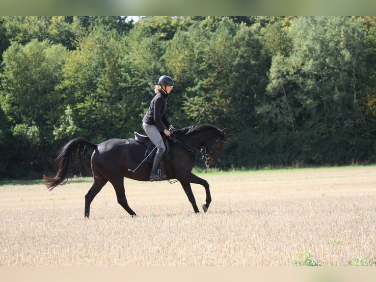 Shagya Araber Stute 5 Jahre 158 cm Rappe in Wolfenb&#xFC;ttel
