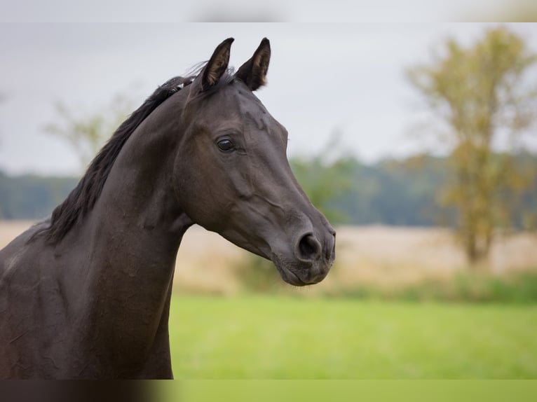 Shagya Araber Stute 5 Jahre 158 cm Rappe in Wolfenb&#xFC;ttel