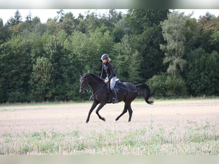 Shagya Araber Stute 5 Jahre 158 cm Rappe in Wolfenb&#xFC;ttel