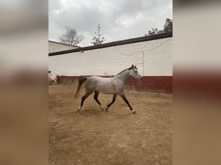 Shagya Araber Stute 5 Jahre Schimmel in Valencia