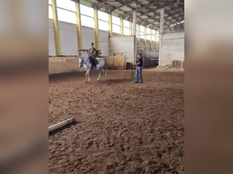 Shagya Araber Stute 7 Jahre 163 cm Schimmel in Friesack