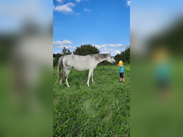 Shagya Araber Stute 7 Jahre 163 cm Schimmel in Friesack