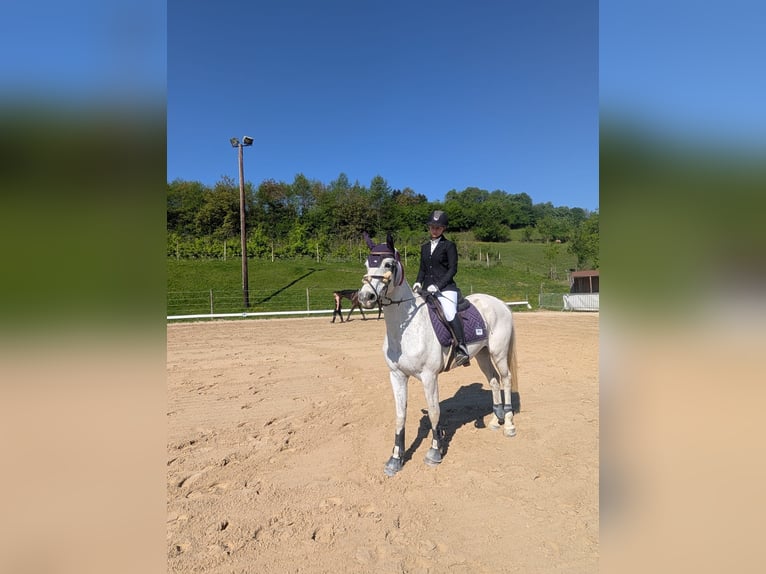 Shagya Araber Mix Stute 8 Jahre 160 cm Fliegenschimmel in Lieboch