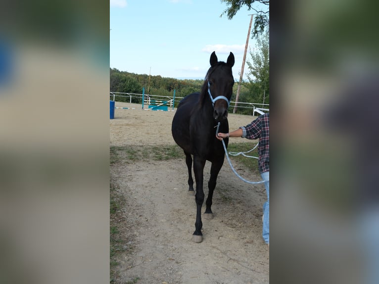 Shagya Araber Stute 9 Jahre 153 cm Dunkelbrauner in Neuhaus in der Wart