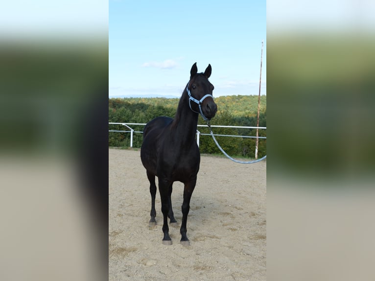 Shagya Araber Stute 9 Jahre 153 cm Dunkelbrauner in Neuhaus in der Wart