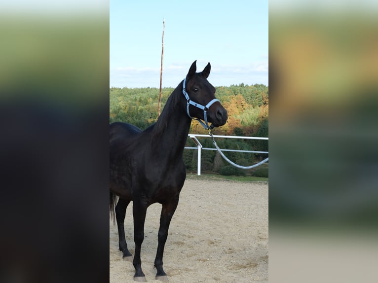 Shagya Araber Stute 9 Jahre 154 cm Dunkelbrauner in Neuhaus in der Wart