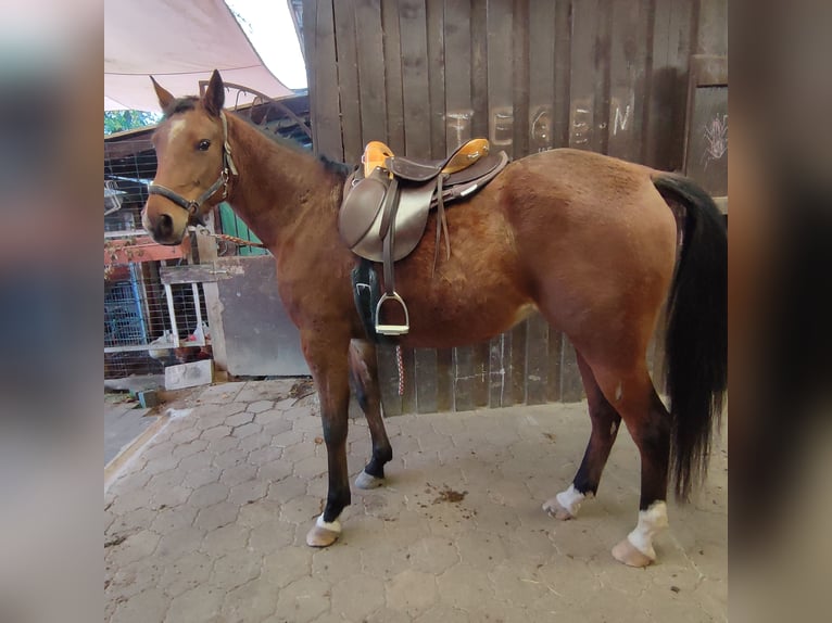 Shagya Araber Stute 9 Jahre 156 cm Brauner in Gaggenau