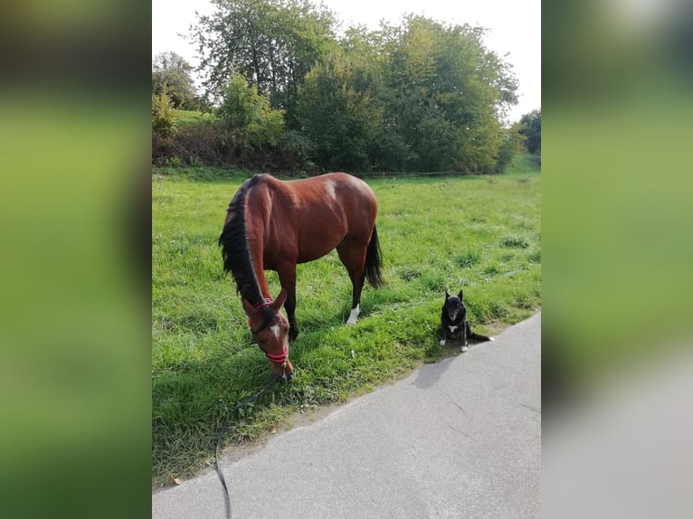 Shagya Araber Stute 9 Jahre 156 cm Brauner in Gaggenau