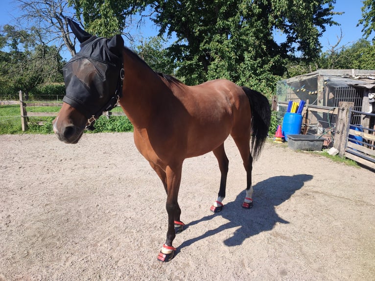 Shagya Araber Stute 9 Jahre 156 cm Brauner in Gaggenau