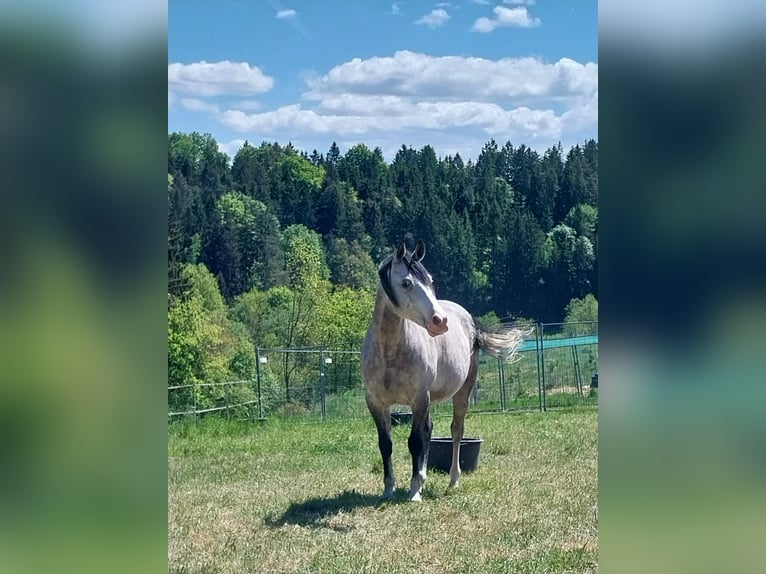 Shagya Araber Wallach 10 Jahre 153 cm Apfelschimmel in Brennberg