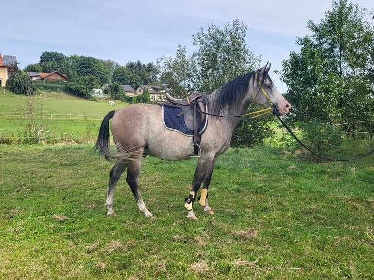 Shagya Araber Wallach 10 Jahre 153 cm Apfelschimmel in Brennberg