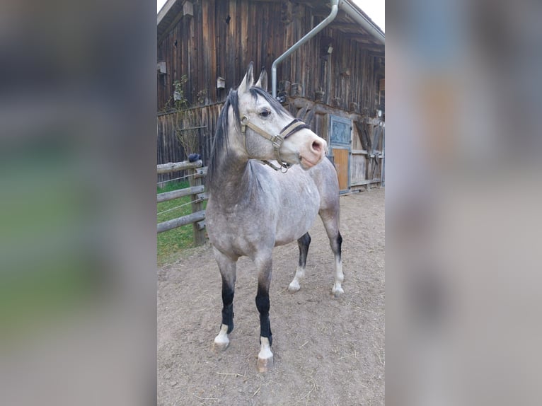 Shagya Araber Wallach 10 Jahre 153 cm Apfelschimmel in Brennberg