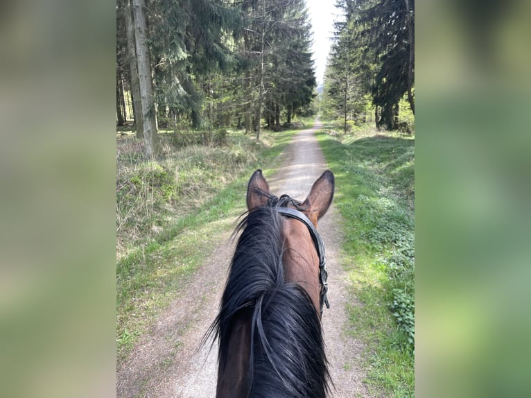 Shagya Araber Wallach 10 Jahre 158 cm Brauner in GroßschönauGroßschönau