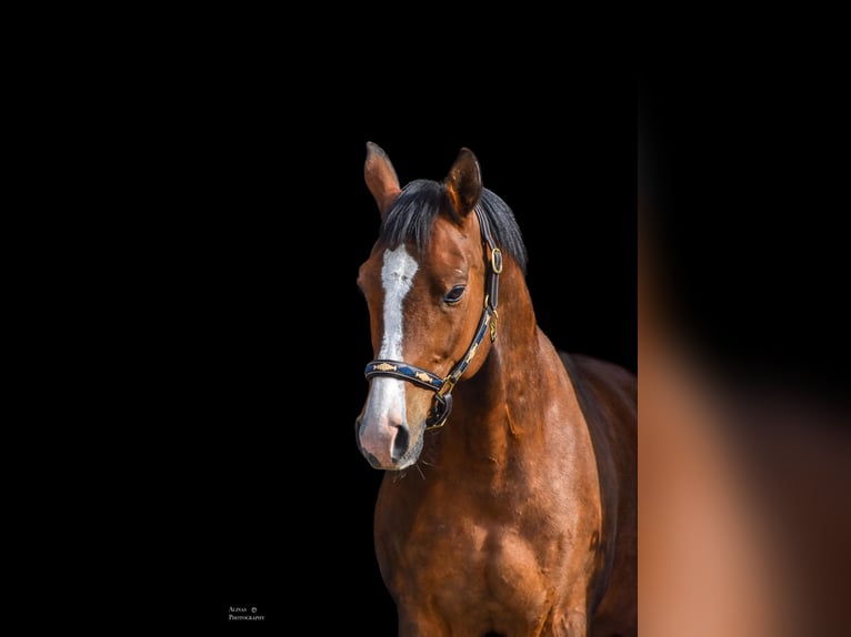 Shagya Araber Wallach 10 Jahre 158 cm Brauner in GroßschönauGroßschönau