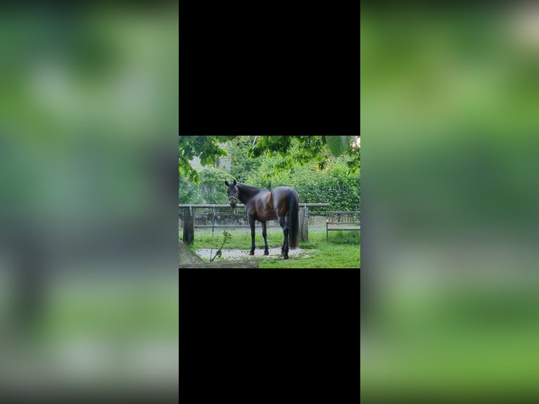 Shagya Araber Wallach 10 Jahre 160 cm Dunkelbrauner in Schöllkrippen