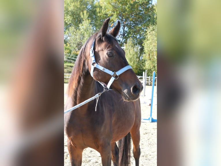 Shagya Araber Wallach 13 Jahre 160 cm Brauner in Neuhaus in der Wart