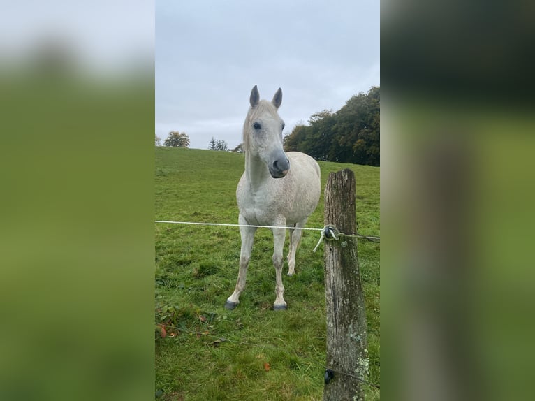 Shagya Araber Wallach 14 Jahre 149 cm Schimmel in Radevormwald
