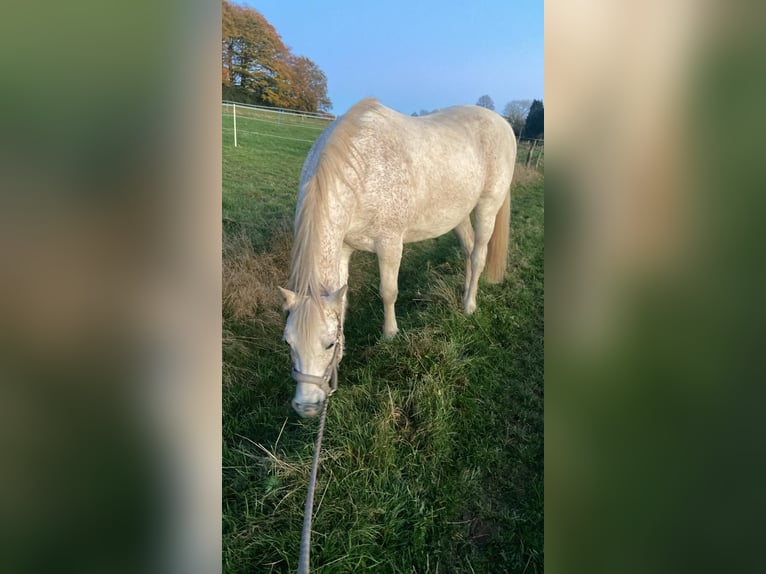 Shagya Araber Wallach 14 Jahre 149 cm Schimmel in Radevormwald