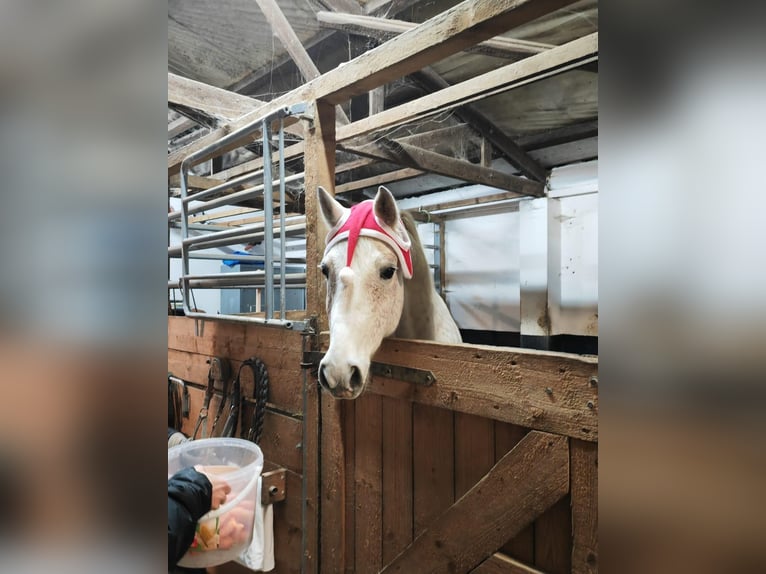 Shagya Araber Wallach 14 Jahre 149 cm Schimmel in Radevormwald