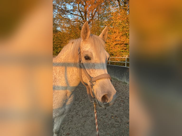 Shagya Araber Wallach 14 Jahre 149 cm Schimmel in Radevormwald