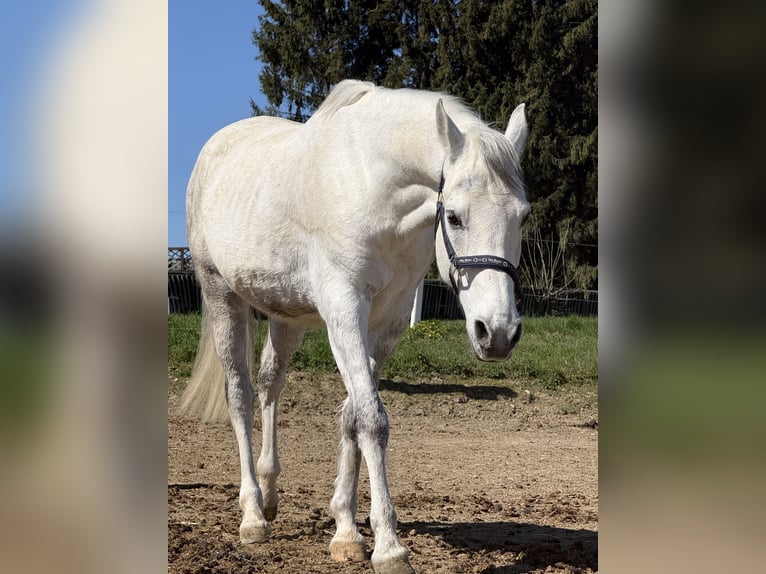 Shagya Araber Wallach 14 Jahre 160 cm Schimmel in St. Valentin