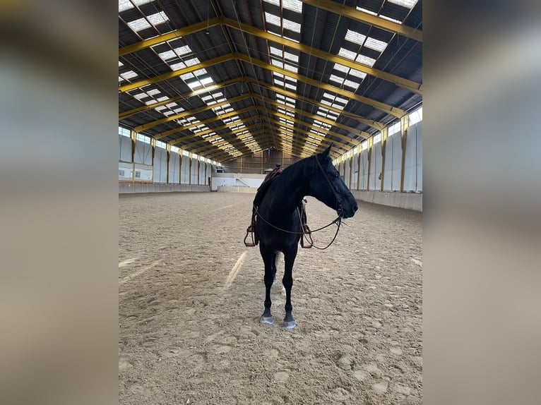 Shagya Araber Mix Wallach 15 Jahre 158 cm Schwarzbrauner in Wien, Donaustadt