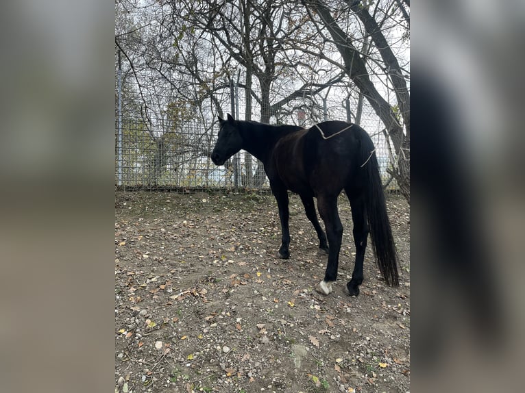 Shagya Araber Mix Wallach 15 Jahre 158 cm Schwarzbrauner in Wien, Donaustadt