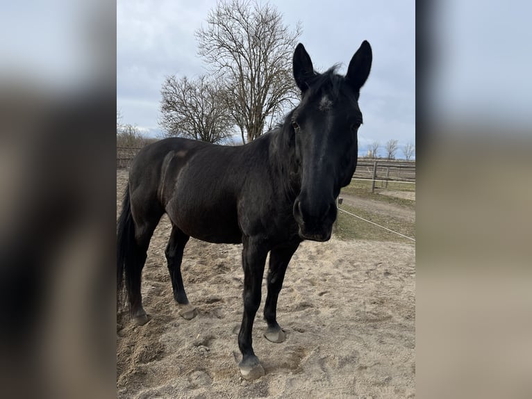 Shagya Araber Mix Wallach 15 Jahre 158 cm Schwarzbrauner in Wien, Donaustadt