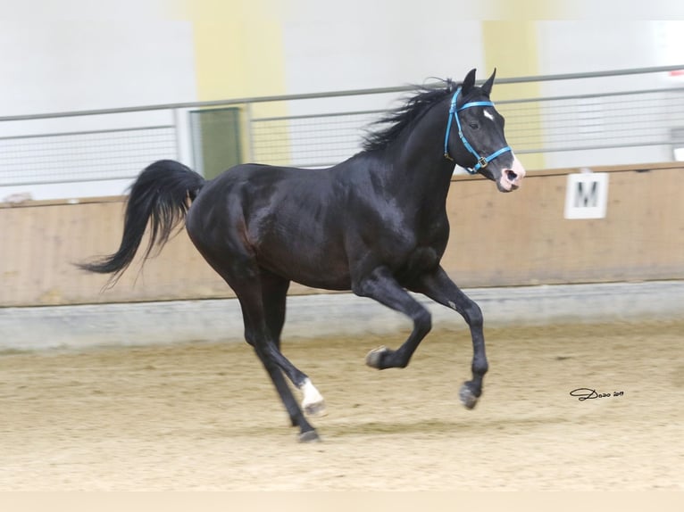 Shagya Araber Wallach 16 Jahre 152 cm Rappe in Tiefenbach