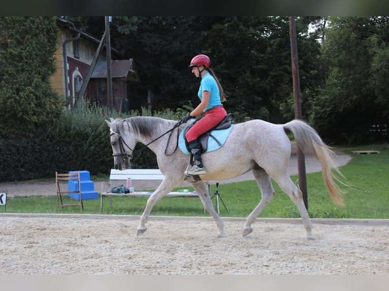 Shagya Araber Wallach 16 Jahre 160 cm Fliegenschimmel in Wien, Leopoldstadt