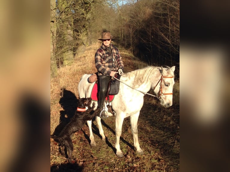 Shagya Araber Wallach 22 Jahre 161 cm Fliegenschimmel in Mietgendorf