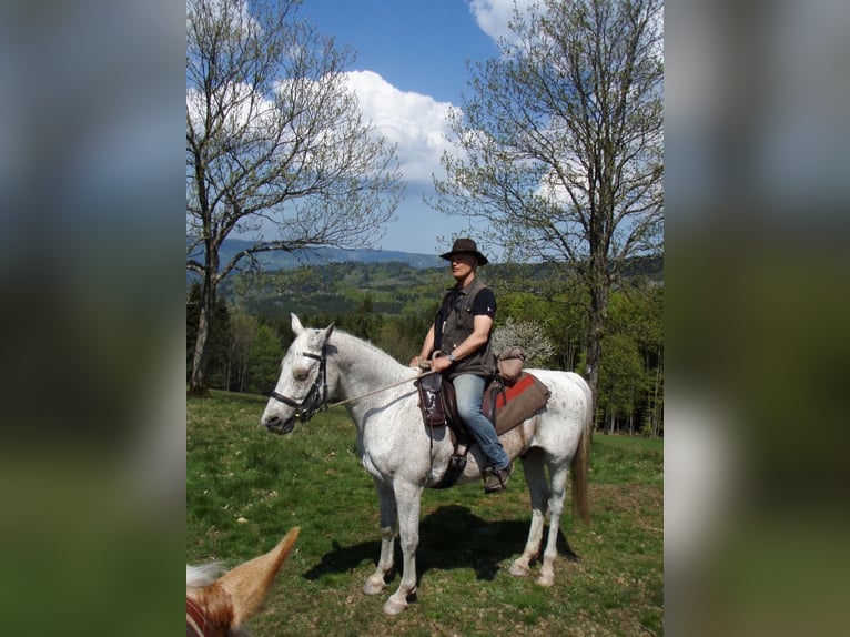 Shagya Araber Wallach 22 Jahre 161 cm Fliegenschimmel in Mietgendorf