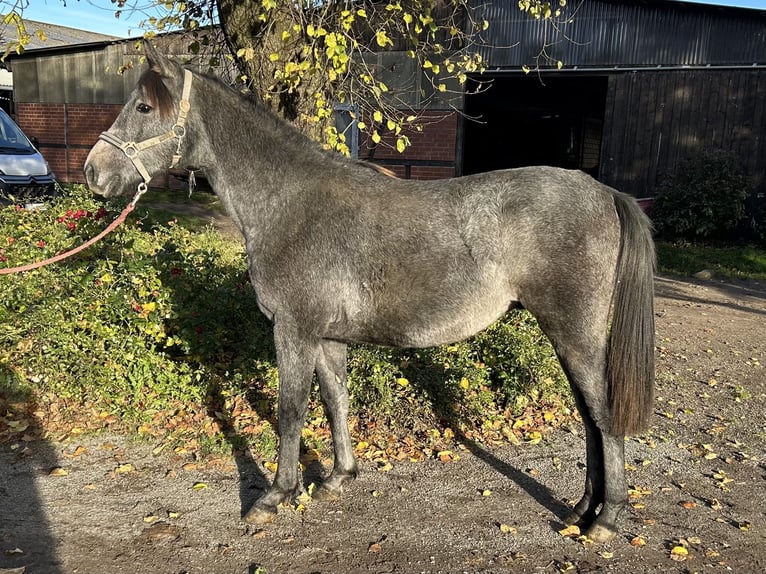 Shagya Araber Wallach 2 Jahre 152 cm Schimmel in Aukrug